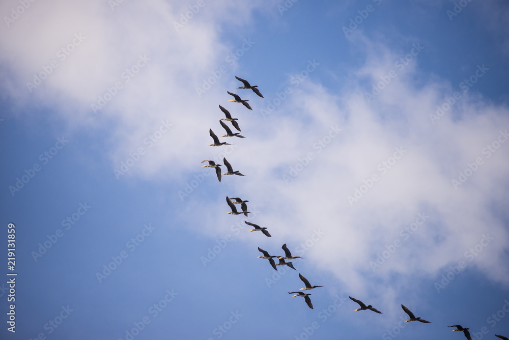 Flying flock of ducks on blue sky with clouds Flying flock of ducks on blue sky with clouds