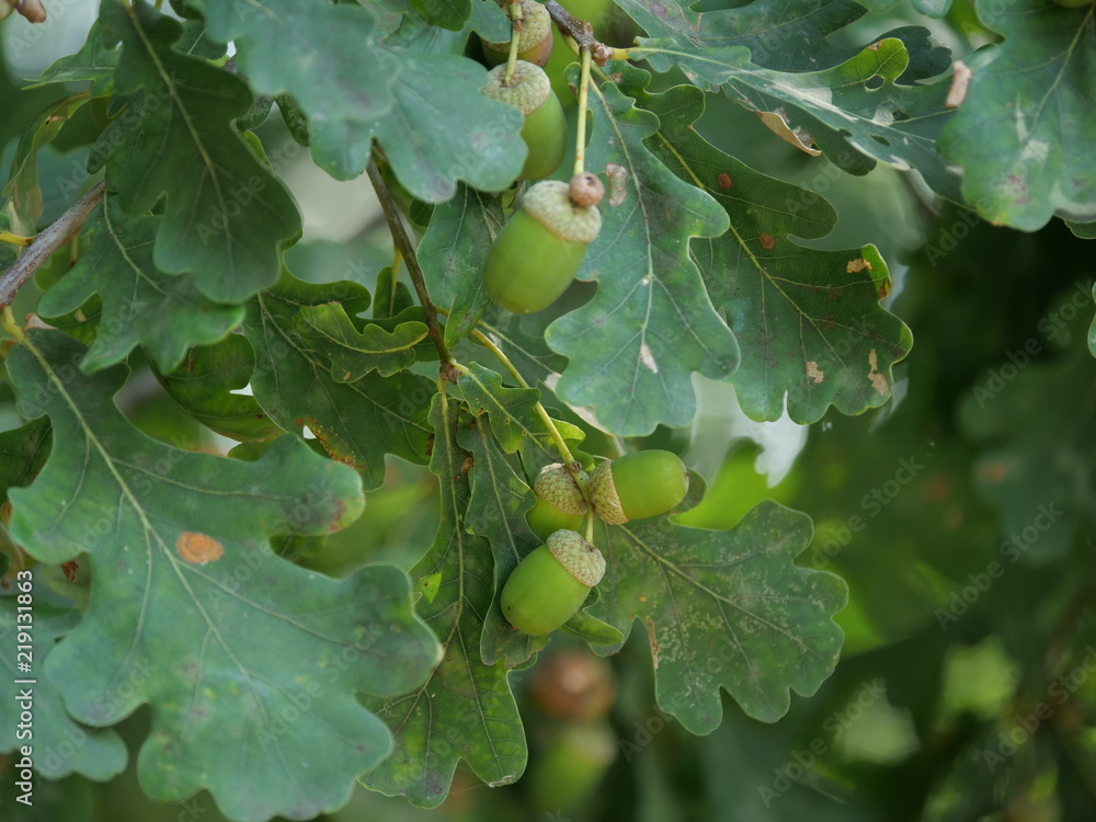 Fototapeta premium oak acorn