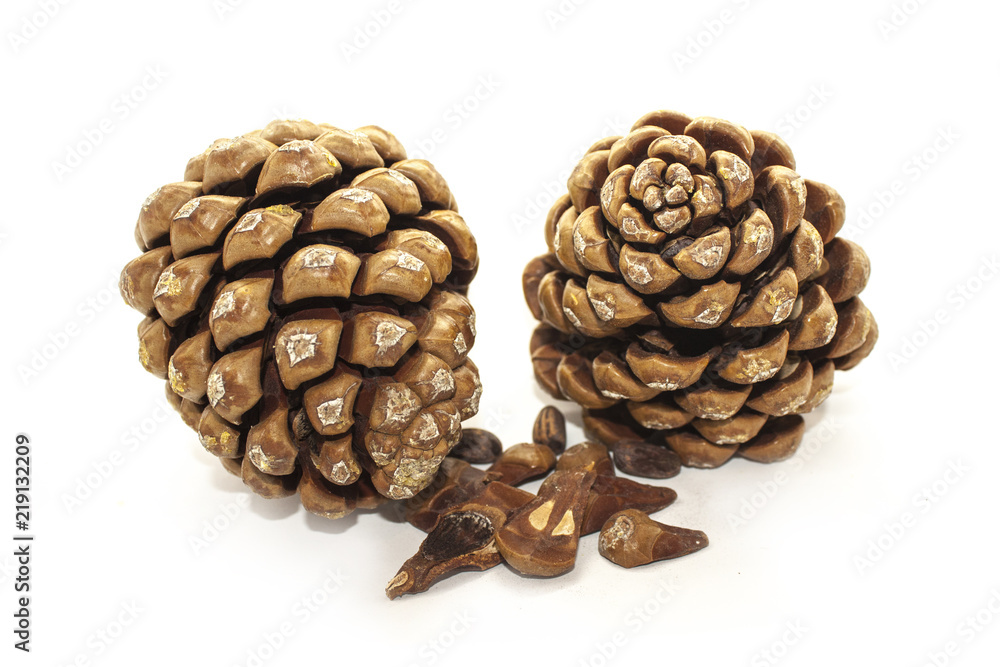 Pine cone isolated Pine cone isolated