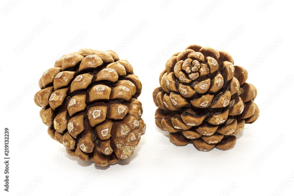 Pine cone isolated Pine cone isolated