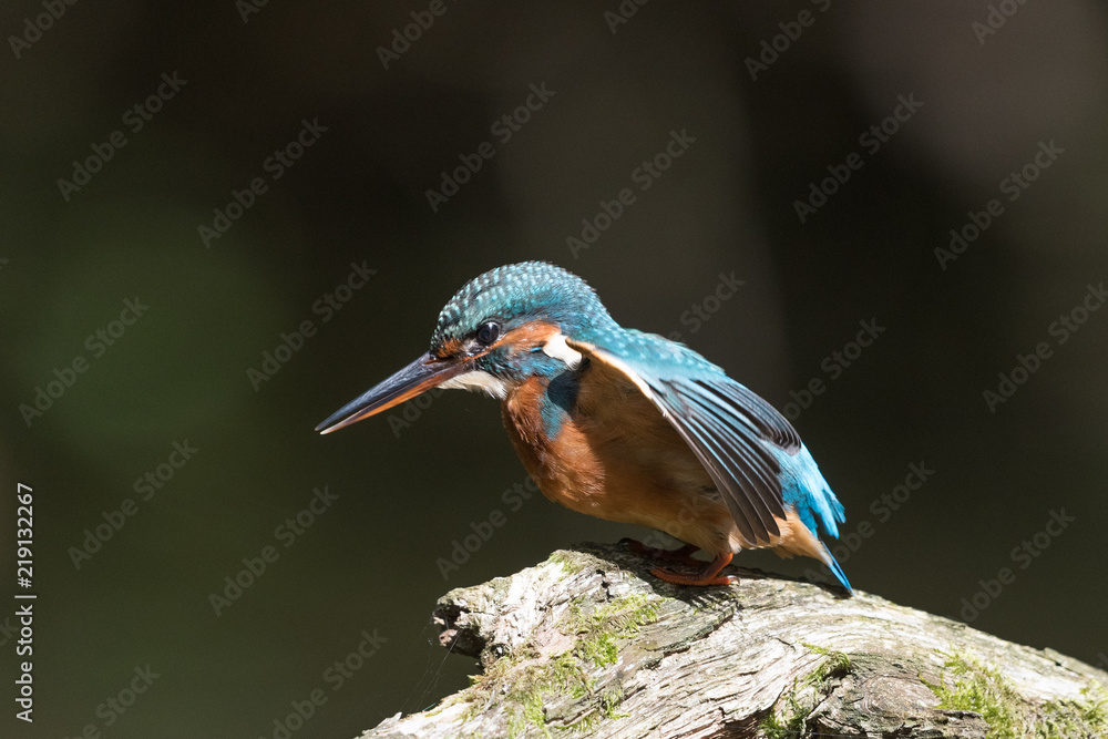 Fototapeta premium Eisvogel