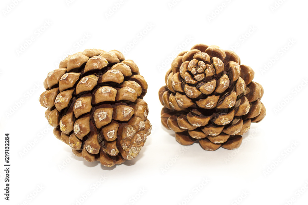 Pine cone isolated Pine cone isolated