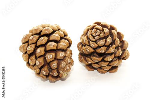 Pine cone isolated