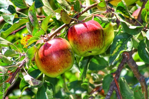 Red apples on a branch on an apple tree