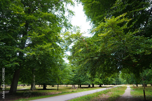 Photography Dyrehaven is a forest park north of Copenhagen
