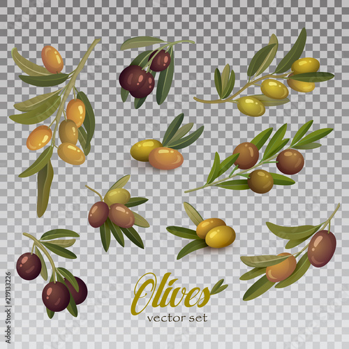 Isolated set of green and black olive branches with twig