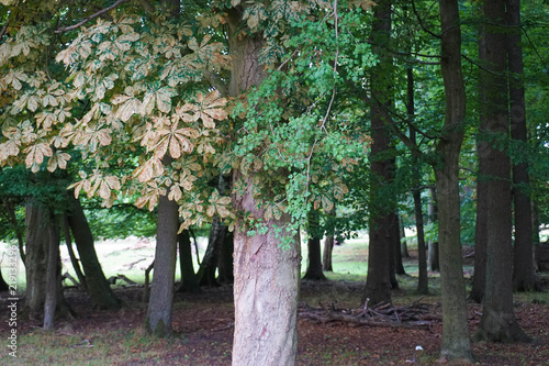 Dyrehaven is a forest park north of Copenhagen. It covers around 11 km². Dyrehaven is noted for its mixture of huge, ancient oak trees and large populations of red and fallow deer. photo