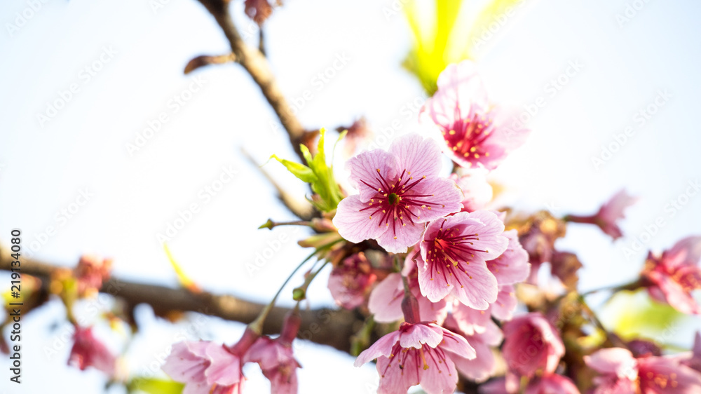 Obraz premium Cherry blossoms
