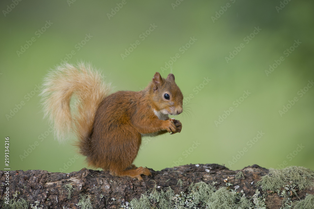 Portrait of eating Eurasian red squirrel on tree trunk Portrait of eating Eurasian red squirrel on tree trunk