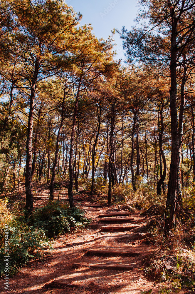 Natural autumn pine forest near Sogang river, Gangwon, South Korea Natural autumn pine forest near Sogang river, Gangwon, South Korea