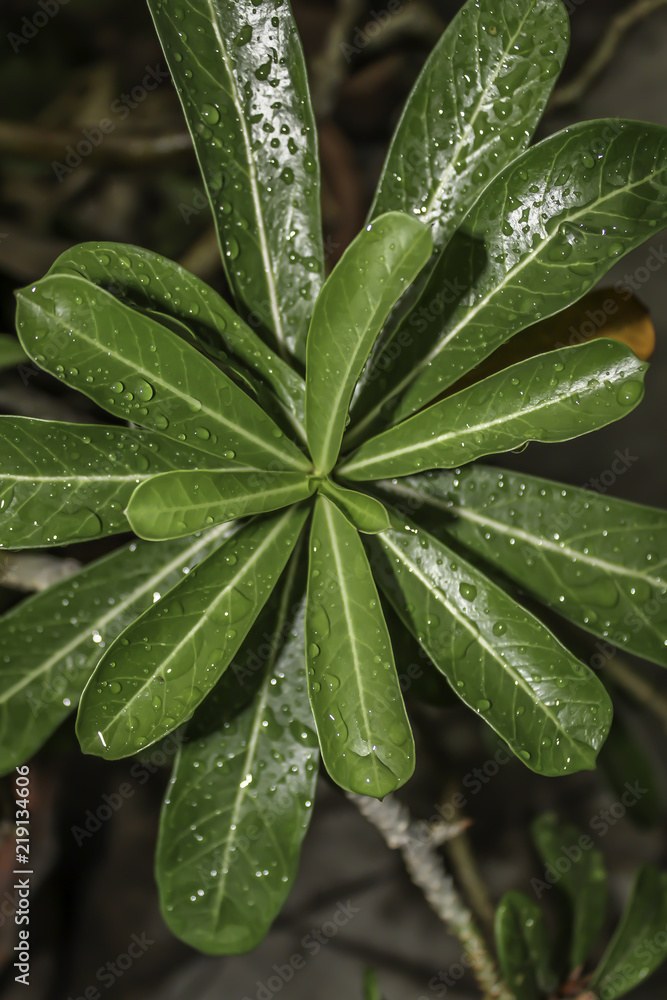 Plant Leaf with water drops Plant Leaf with water drops