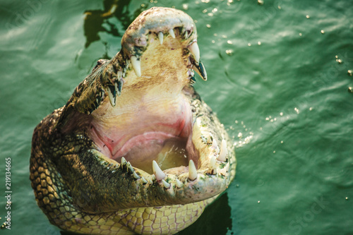 crocodile