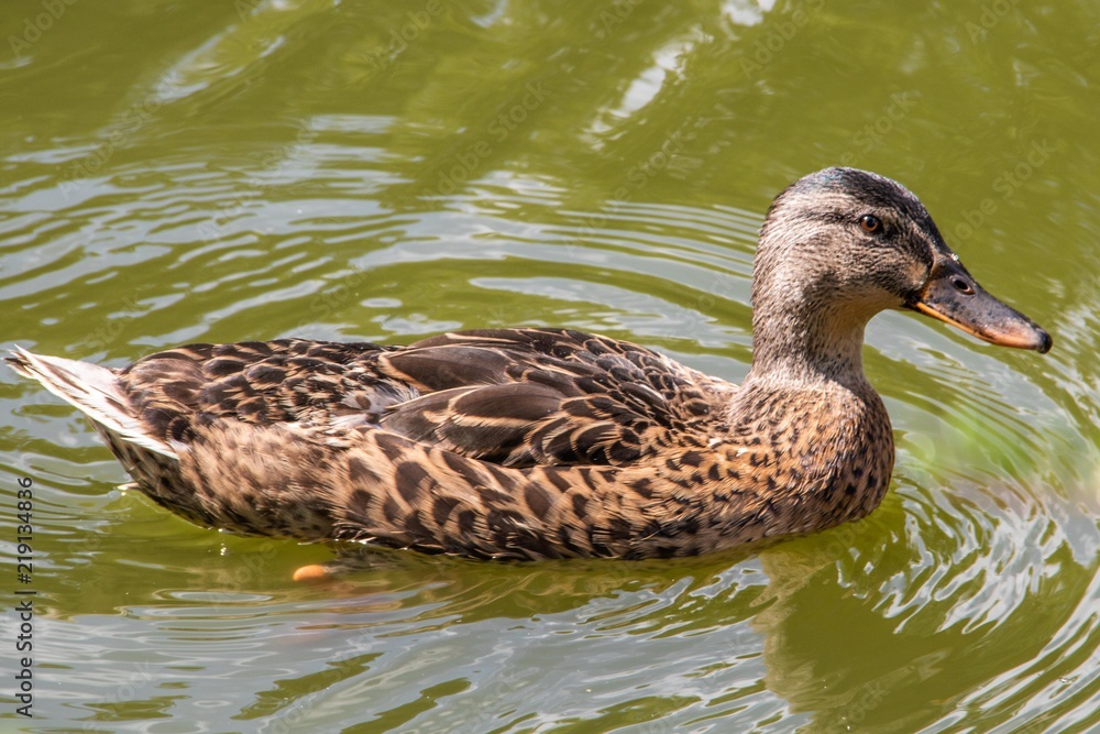 Ente im Schlosspark Bad Berleburg Ente im Schlosspark Bad Berleburg