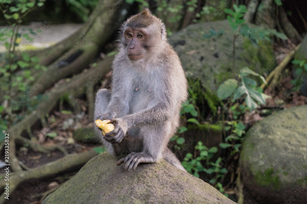 Ubud Sacred Monkey Forest Ubud Sacred Monkey Forest