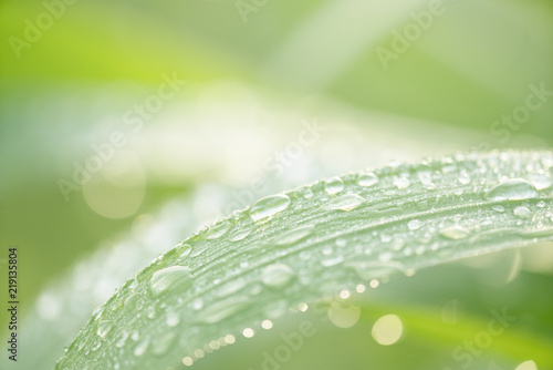 Green grass with dew background