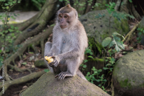 Ubud Sacred Monkey Forest © Tamara