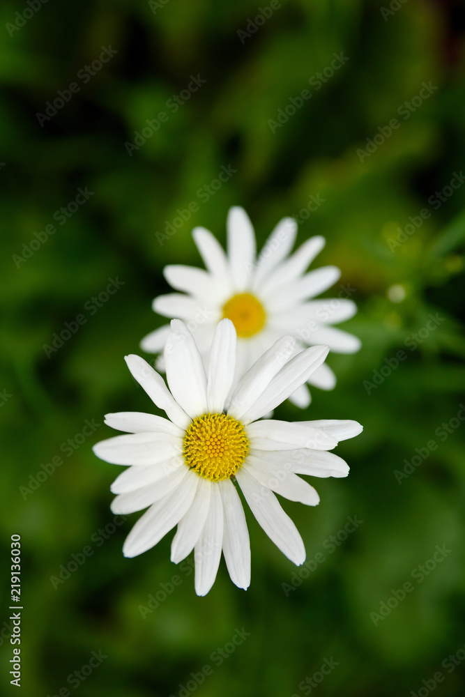 Two white chamomile flowers on a green background, a field bouquet of flowers
Two white chamomile flowers on a green background, a field bouquet of flowers