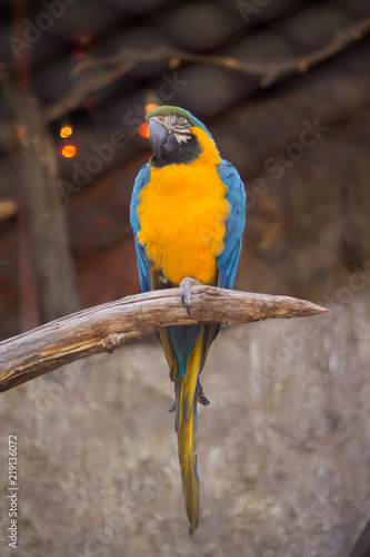 Yellow, blue and green macaw (guacamayo) in a branch