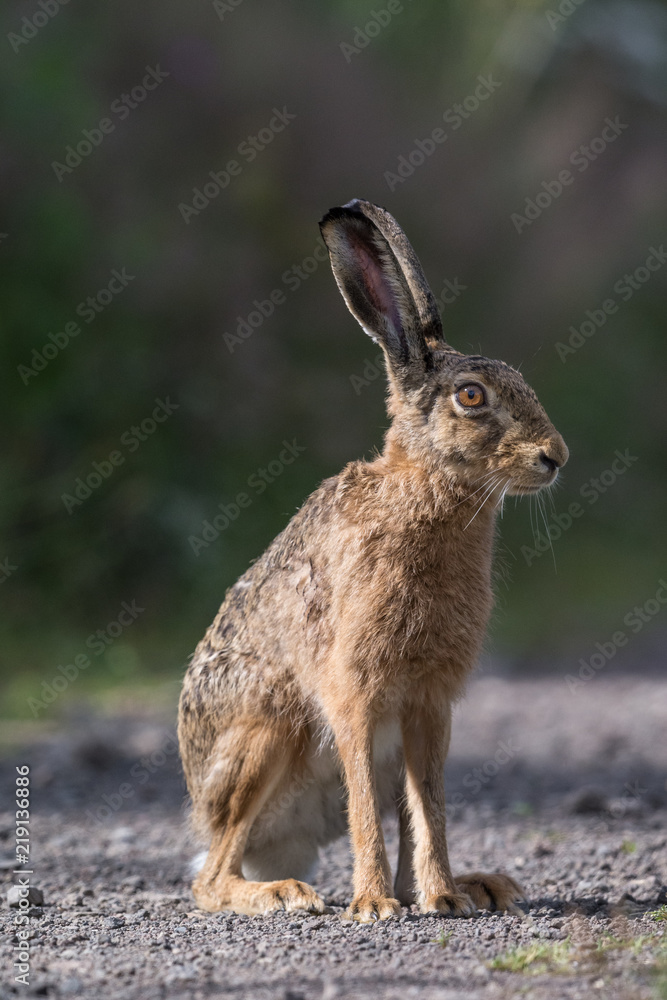 Fototapeta premium Feldhase