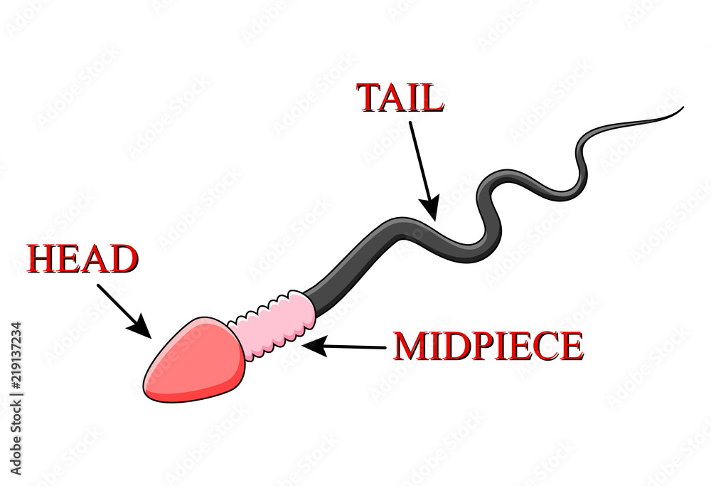 cartoon spermatozoid scheme vector design isolated on white background cartoon spermatozoid scheme vector design isolated on white background