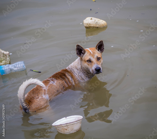 Stray dog