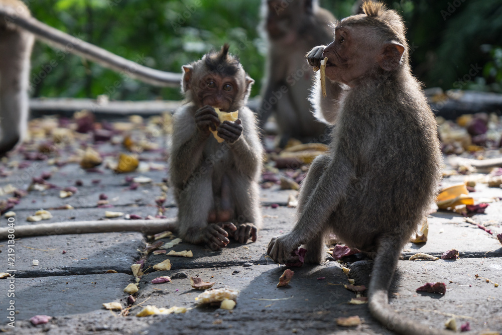 Ubud Sacred Monkey Forest