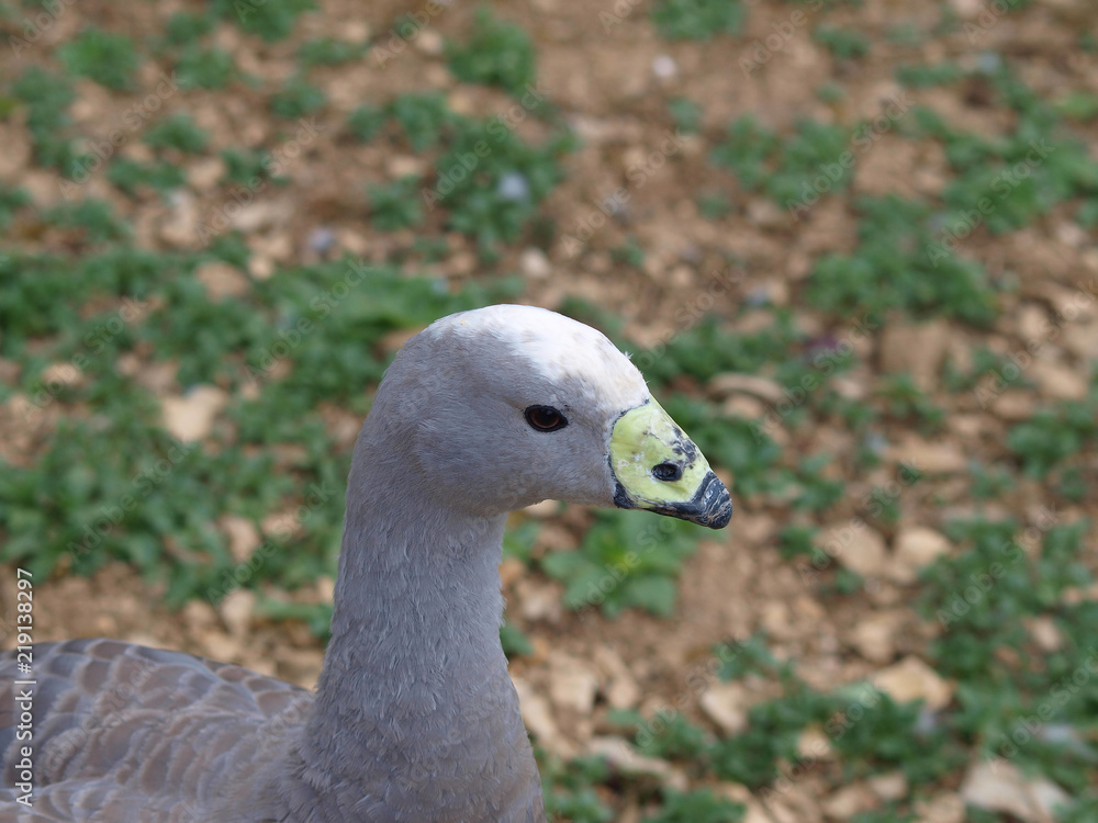 Cereopsis novaehollandiae. Le Céréopse cendré, une espèce d'oiseau originaire d'Australie et de Tasmanie Cereopsis novaehollandiae. Le Céréopse cendré, une espèce d'oiseau originaire d'Australie et de Tasmanie