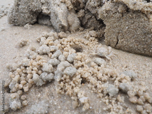 Crab on beach.