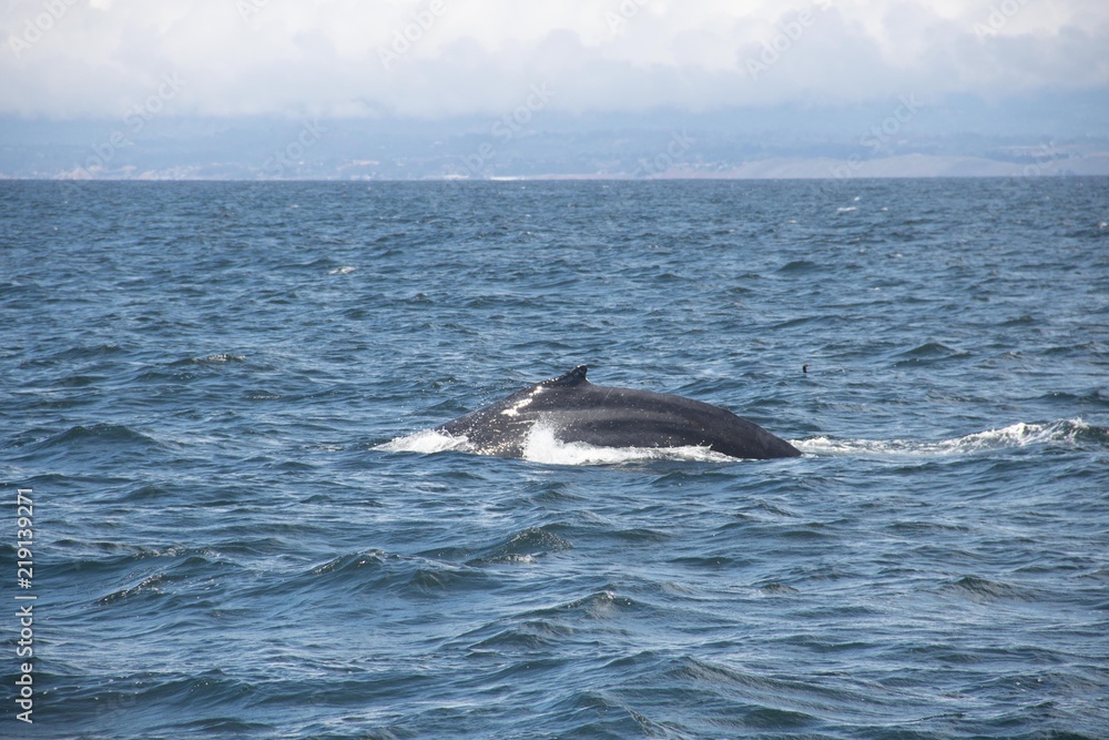 Fototapeta premium Whale Watching in Monterey