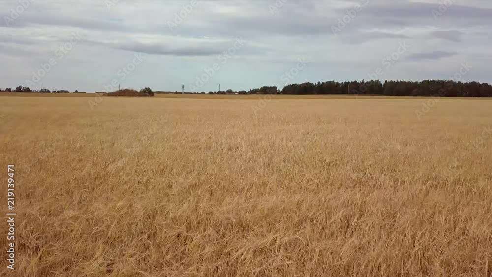 Flying low and fast above yellow cereal wheat field in a cloudy summer day aerial footage. Flying low and fast above yellow cereal wheat field in a cloudy summer day aerial footage.