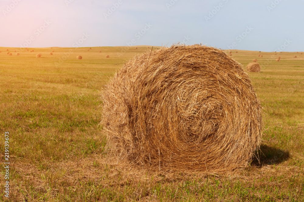 Twisted haystack on the autumn bevelled farming field Twisted haystack on the autumn bevelled farming field