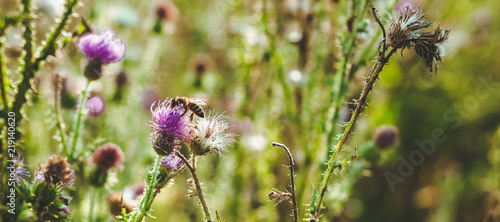 Pink milk thistle flowers in wild natur with bee collecting pollen, Silybum marianum herbal remedy, Saint Mary's Thistle photo