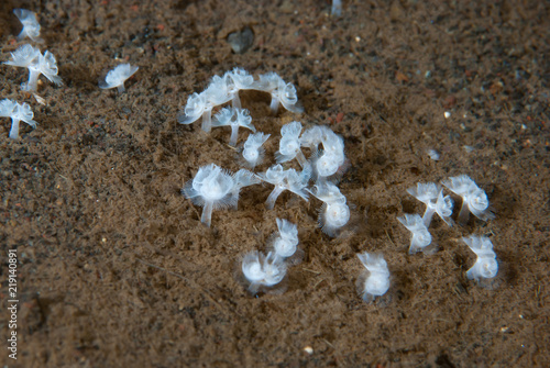 Phoronid Worms photo