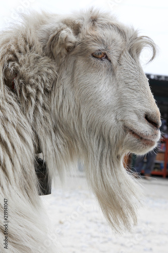 mountain goat, nepal
