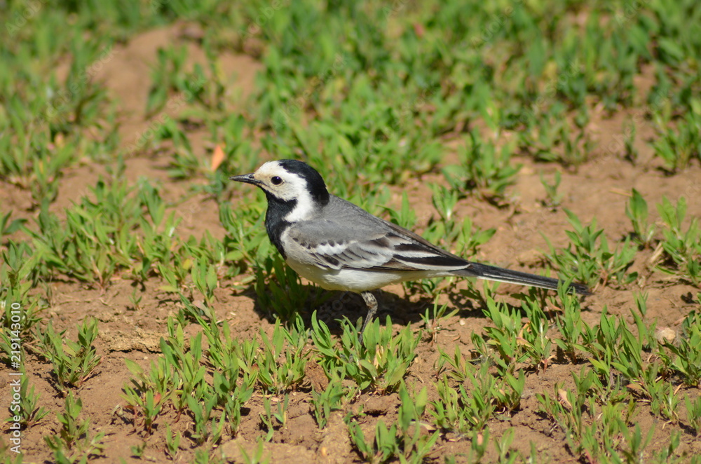 bird, nature, wildlife, animal, wild bird, nature, wildlife, animal, wild