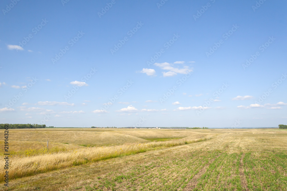 Summer field under a blue sky