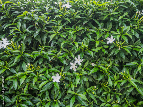 White Inda flower and green leaves fence background