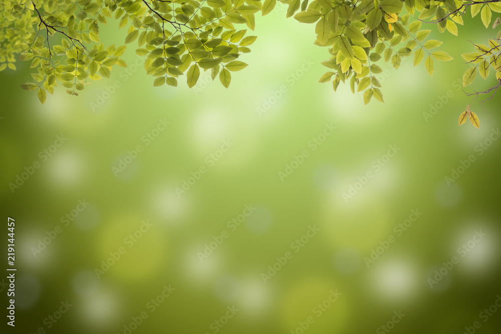 green leaf on bokeh background