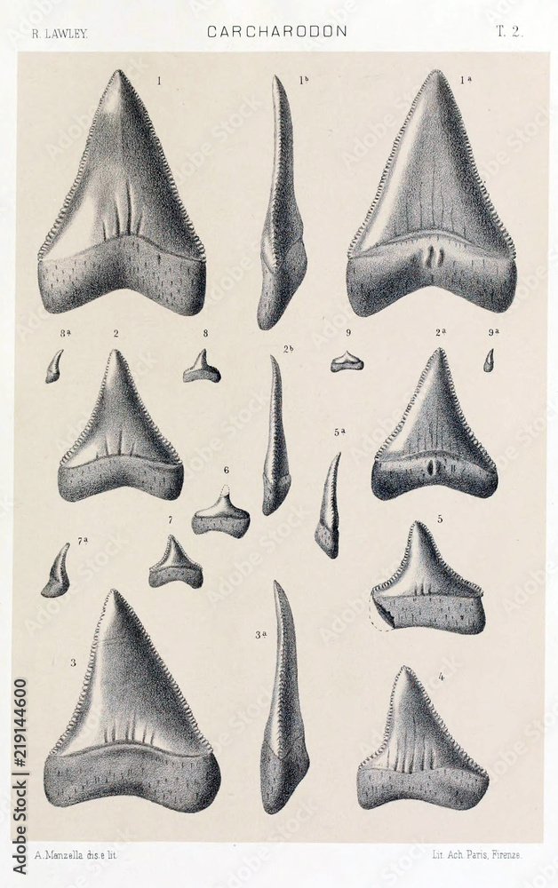 Naklejka premium Shark tooth