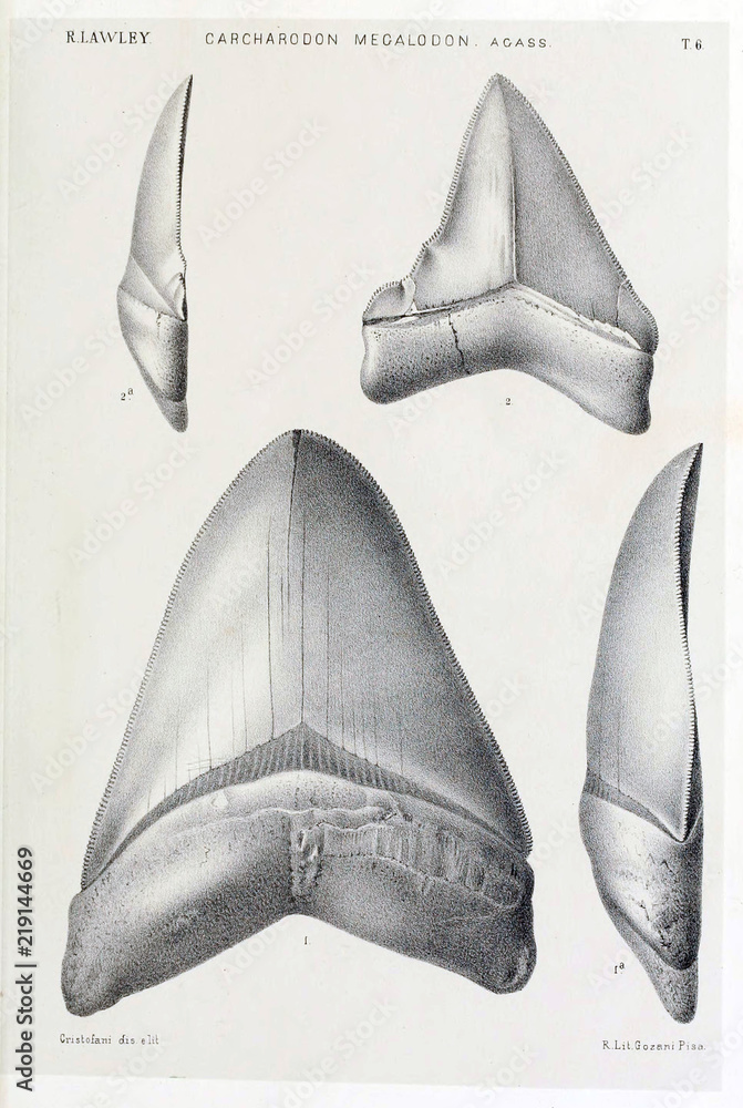 Obraz premium Shark tooth