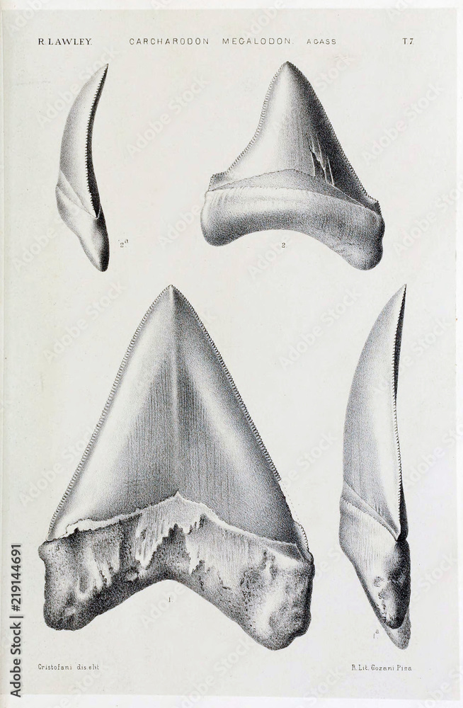 Naklejka premium Shark tooth