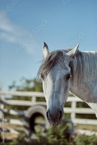 Beautiful grey horse in White Apple, close-up of muzzle, cute look, mane, background of running field, corral, trees