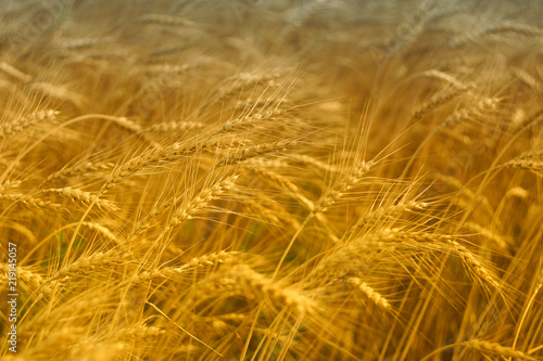 Seasonal harvest of wheat in the fields