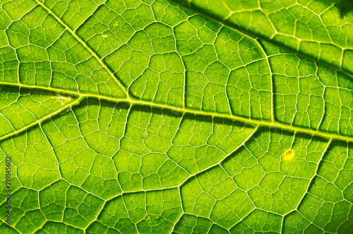 Macro texture of green leaf