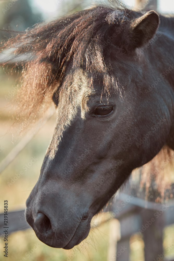 Beautiful brown horse, close-up of muzzle, cute look, mane, background of running field, corral, trees Beautiful brown horse, close-up of muzzle, cute look, mane, background of running field, corral, trees