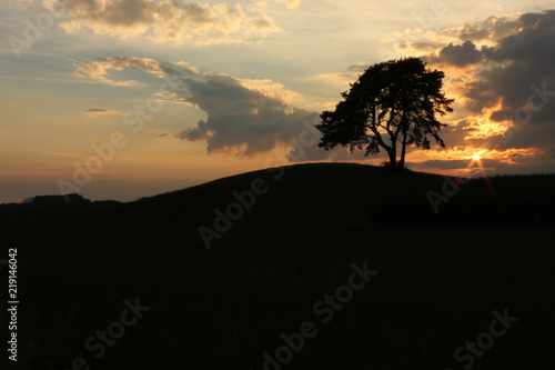 Silhouette of landscape with lonely tree