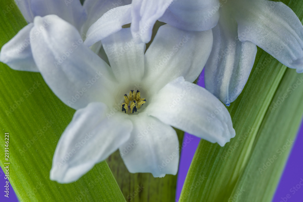 Fototapeta premium Flower lilac hyacinth blossom