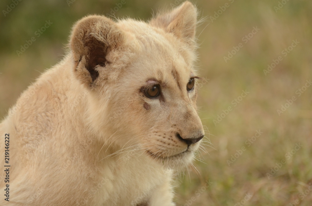 Fototapeta premium ホワイトライオン