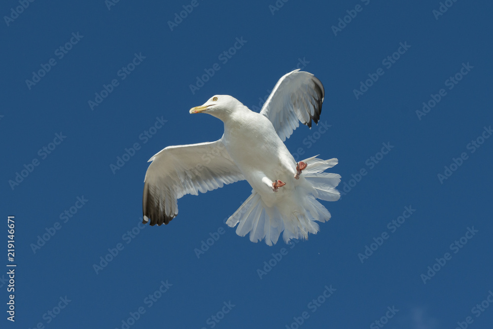 Naklejka premium Low angle view of a seagull flying in the sky, Unorganized Kenora, Kenora, Lake of The Woods, Ontario, Canada