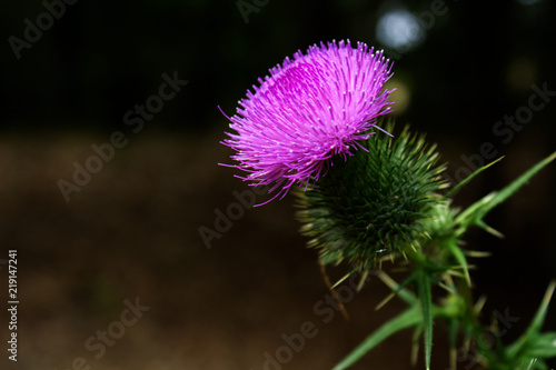 Macro Beautiful Vibrant Nature Patterned Purple Thistle Weed Flower Blossom Side View Close Up With Black Background © Kelsey
